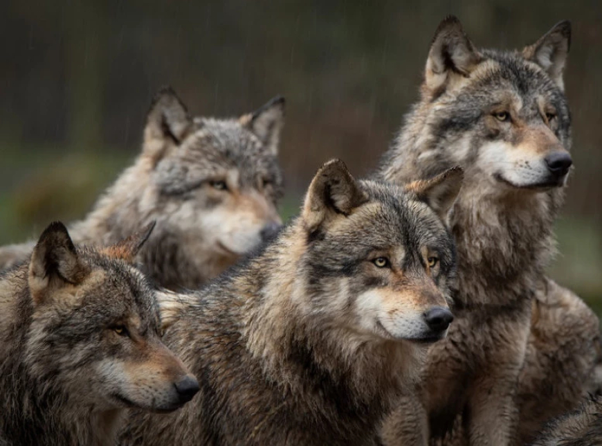 Një grua është sulmuar nga ujqërit teksa po bënte vrap në një park safari pranë Parisit